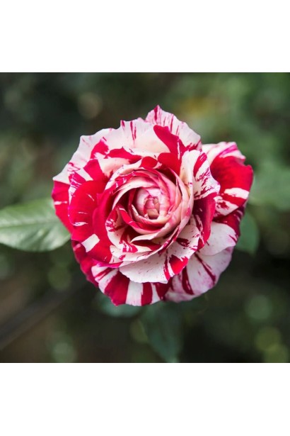 Квітка троянди Хуліо Іглесіас крупним планом